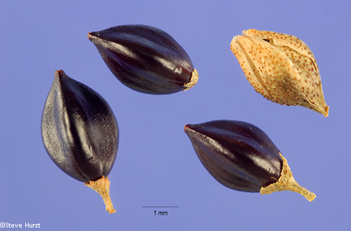 Seeds
