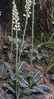 Downy Rattlesnake plantain