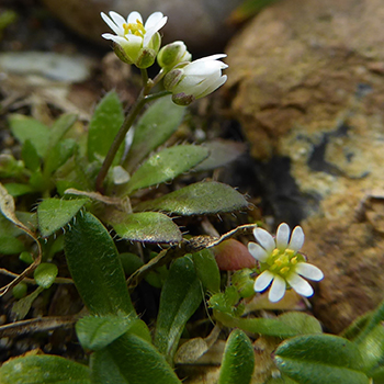 Draba verna