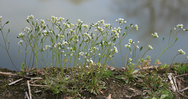 Draba verna clump