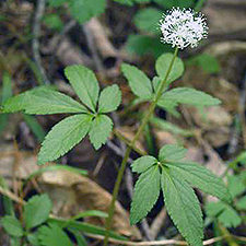 Dwarf Ginseng