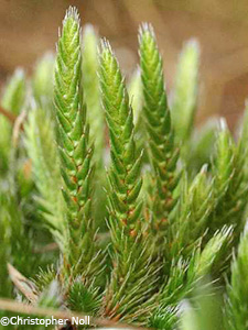 Dwarf Spike-moss
