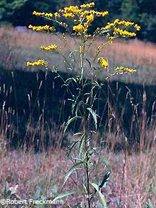 
		early Goldenrod