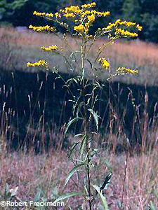 
		early Goldenrod