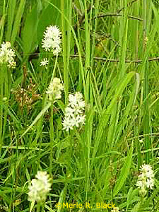 False Asphodel