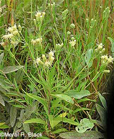 False Boneset