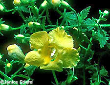 Fernleaf False Foxglove