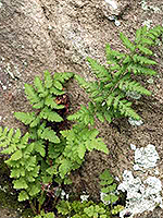 Blunt lobe cliff fern frond