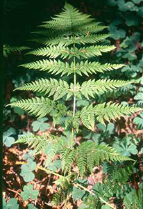 Spreading wood fern