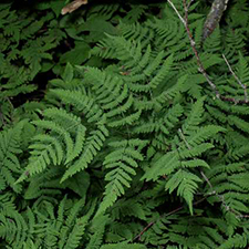 Western Oak Fern
