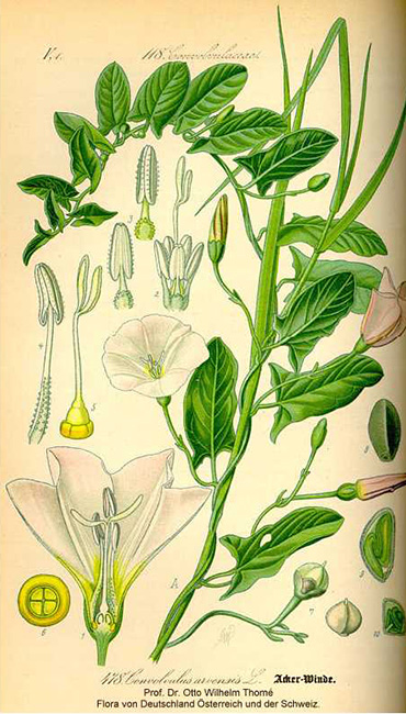 Field  Bindweed illustration