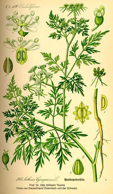 Fool's Parsley