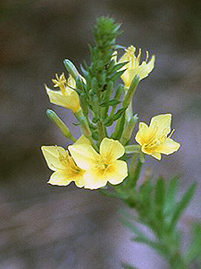 Four point Evening Primrose