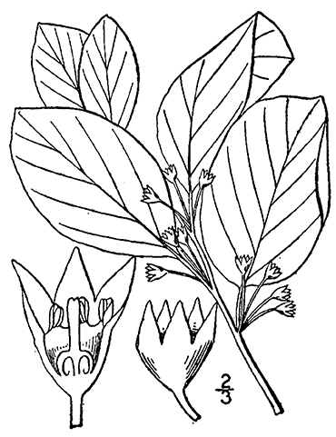 drawing