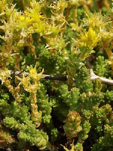Goldmoss Stonecrop