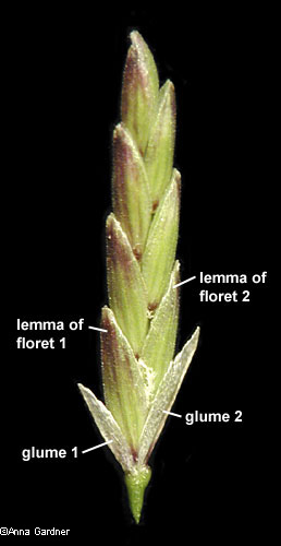 floret