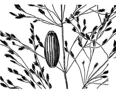 drawing