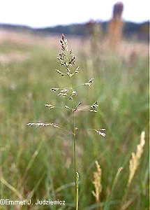 mature panicle
