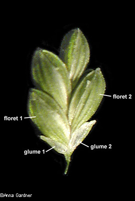 floret