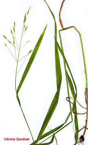 Hairy Woodland Brome - complete plant