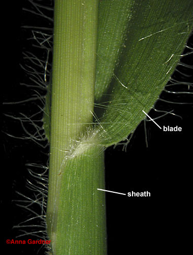 Paspalum stem node