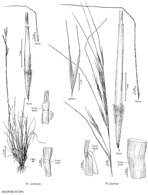 comparative drawing