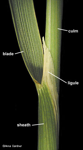 leaf sheath