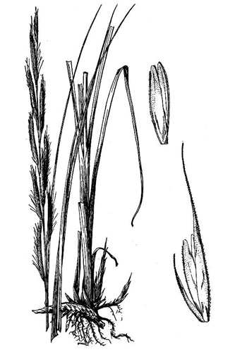 Prairie Cirdgrass drawing