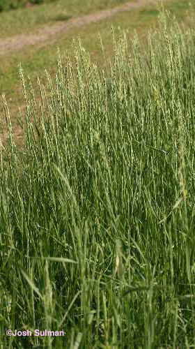 Quackgrass