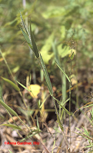 Western Panicgrass
