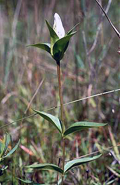 Great Lakes Gentian