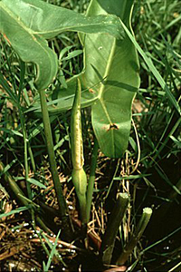 Green Arrow Arum
