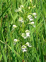 Green fringed orchid
