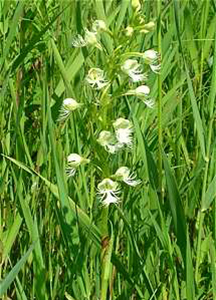 Green Fringed Orchid