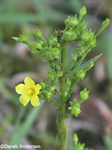 Grooved Yellow Flax