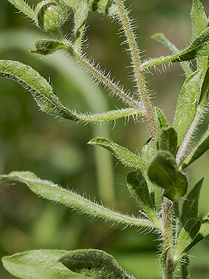 Stem