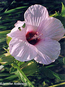 Halberdleaf Rosemallow