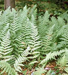 Hay-scented Fern