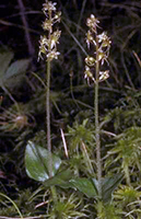 Heartleaf Twayblade