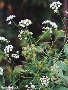 Hemlock Water Parsnip