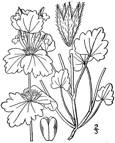 drawing