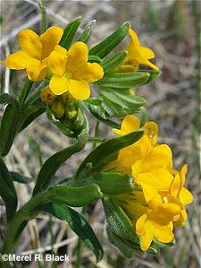 Hoary Puccoon