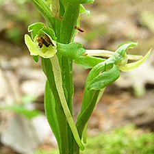 Hooker's Orchid