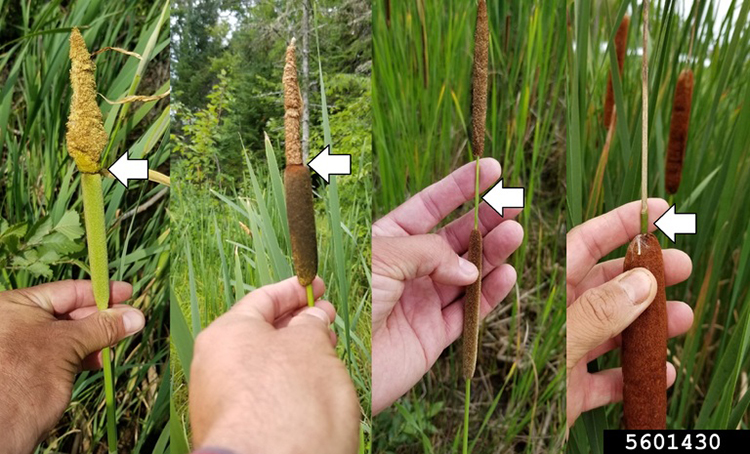 hybrid cattail comparison