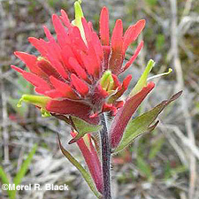 Scarlet Indian Paintbrush