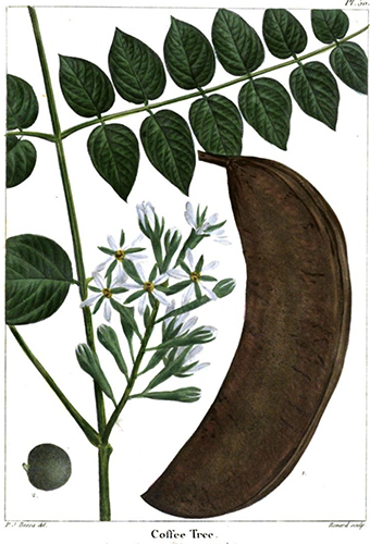 coffeetree illustration