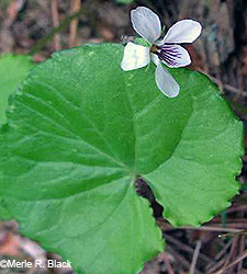 Kidney leaf violet