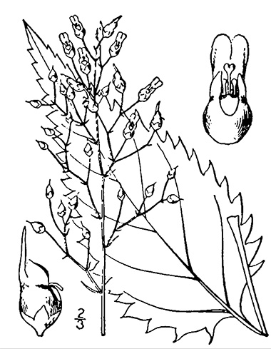 drawing