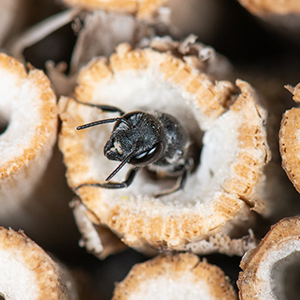leaf cutter bee in a stem