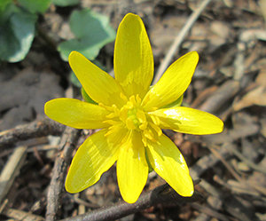 Lesser Celandine